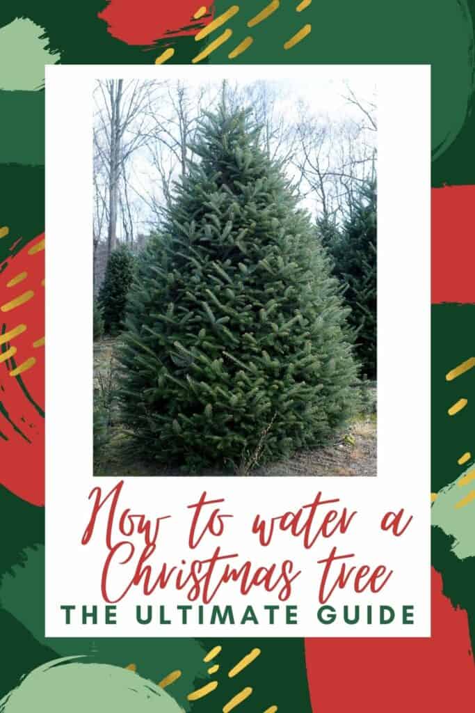 How to water a Christmas tree