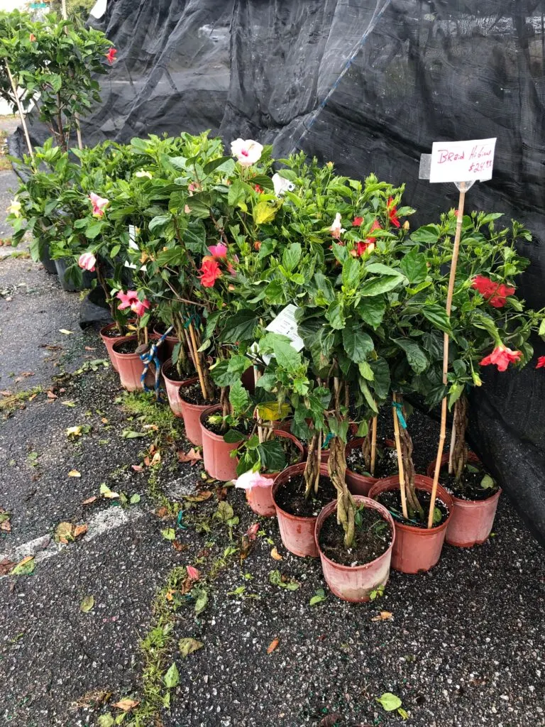 Hibiscus at pop up plant store