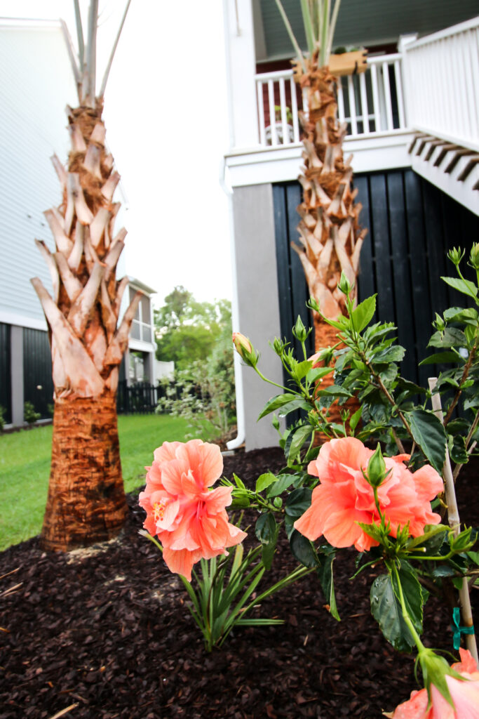 Double hibiscus with palm trees