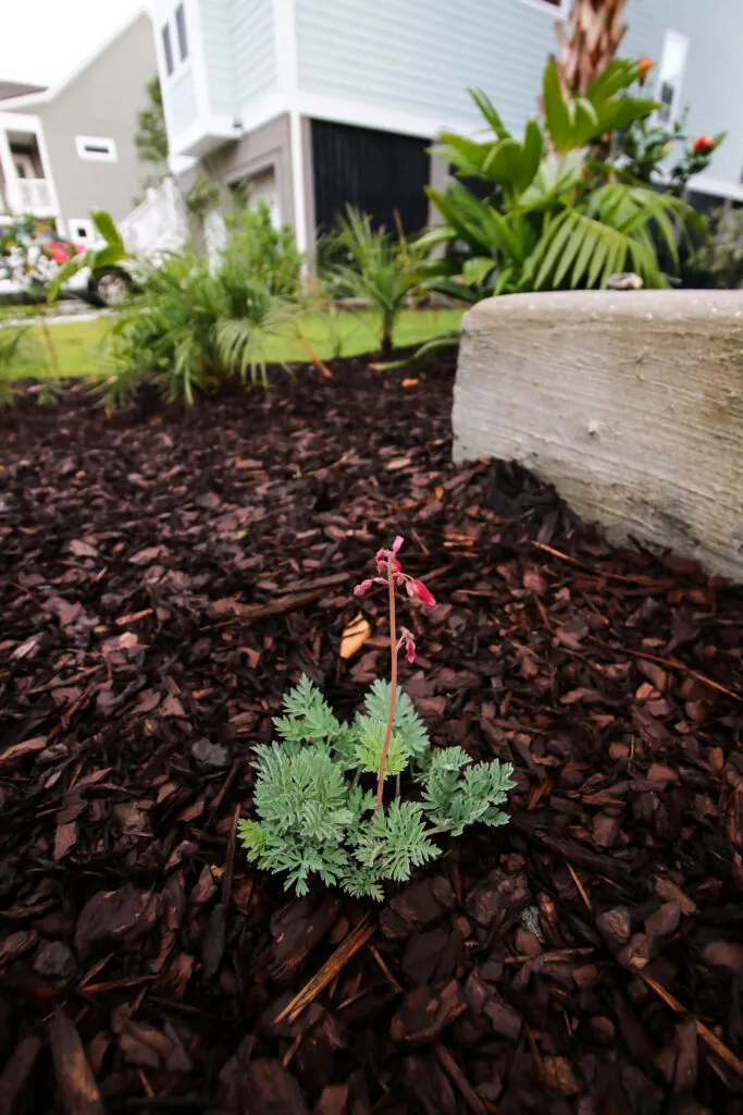 Bleeding heart flower growing