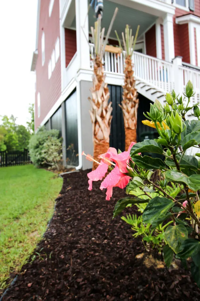 Hibiscus with palm trees