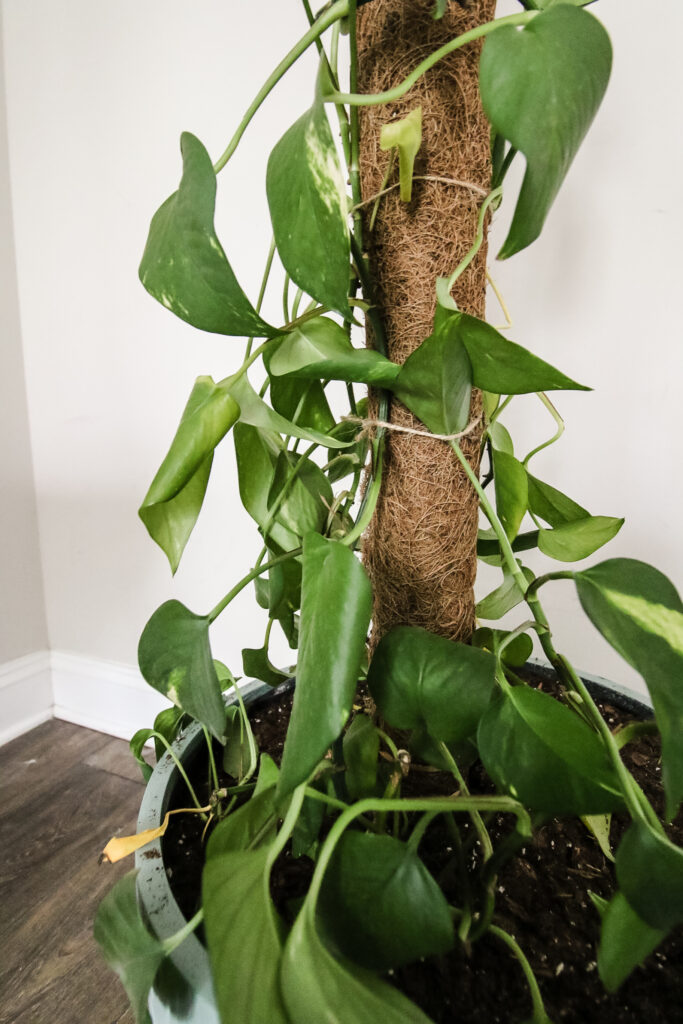 pothos plants tied to a moss pole