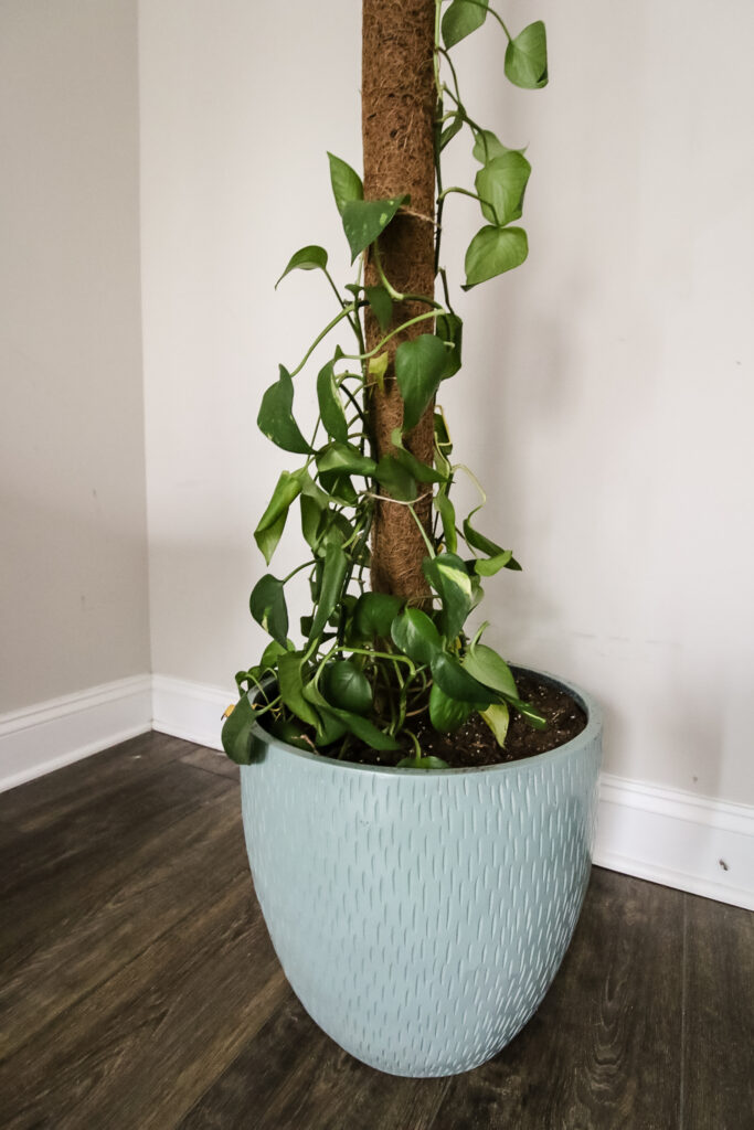 DIY pothos moss pole