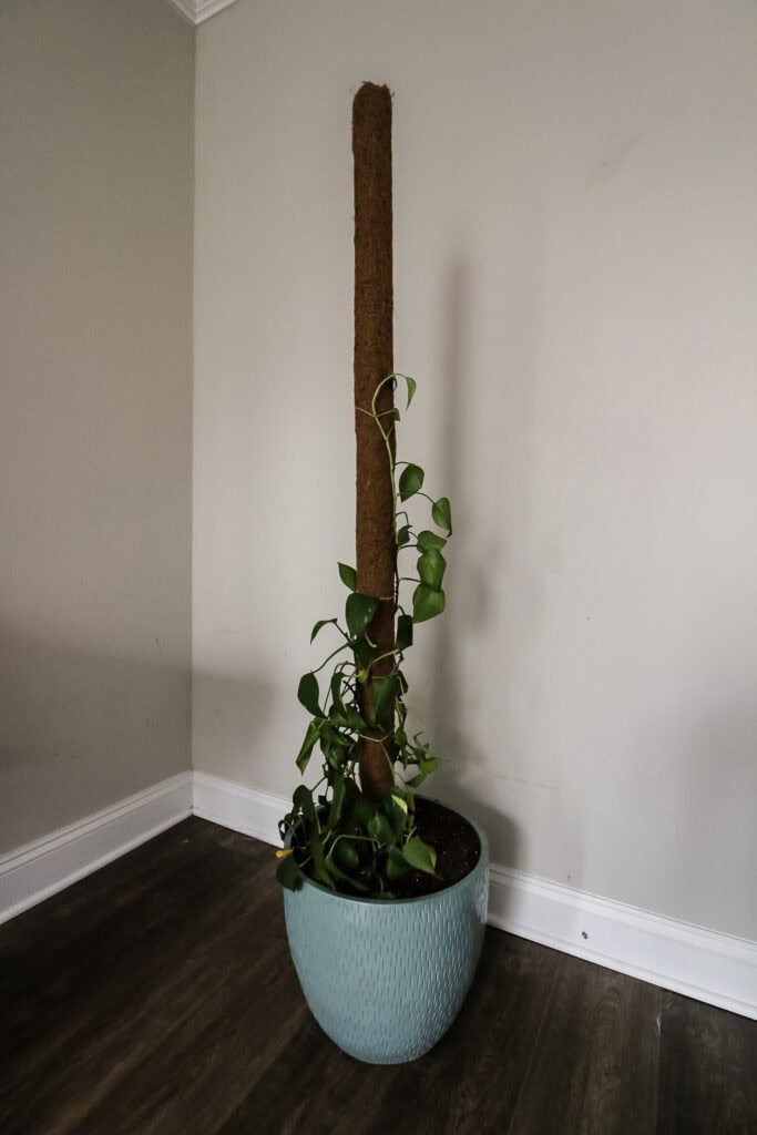 pothos plants growing up a DIY homemade moss pole