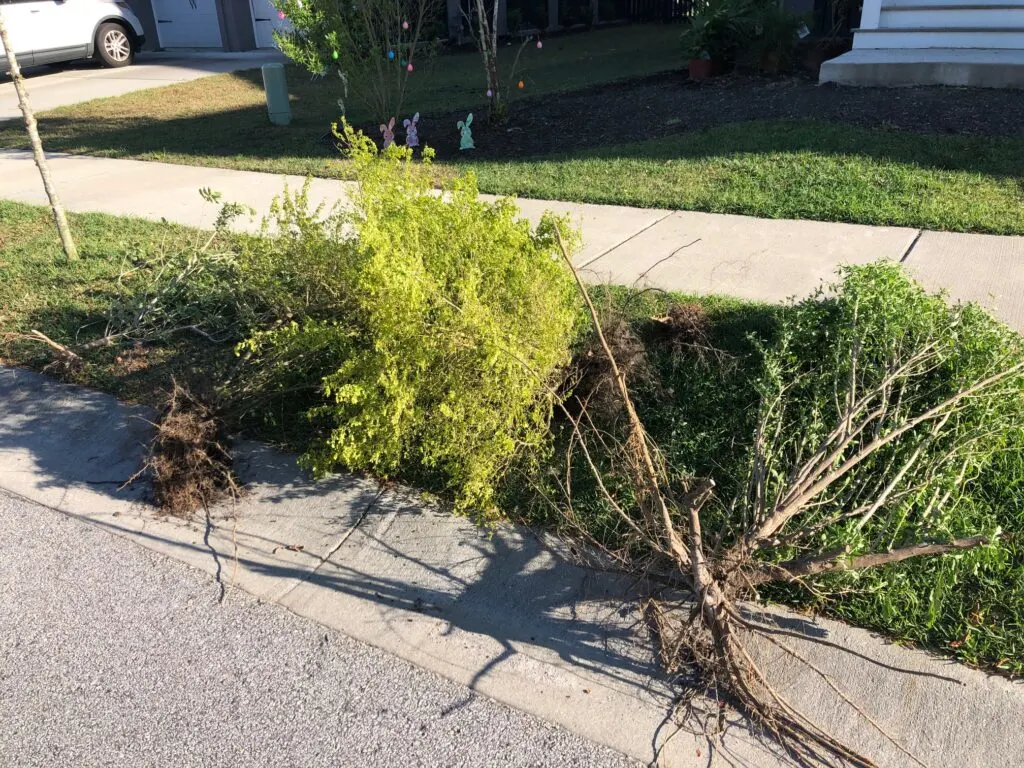 Plants listed for free on Facebook Marketplace