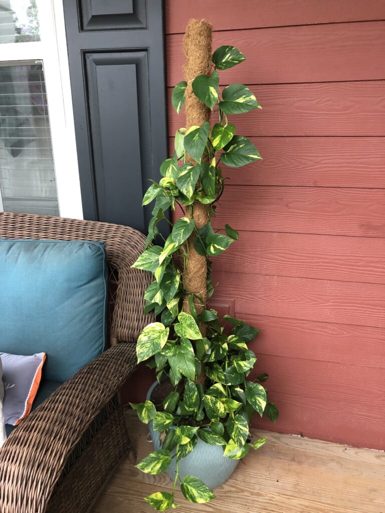 pothos pole after 3 months