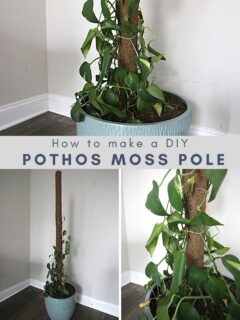 How to make a DIY pothos moss pole