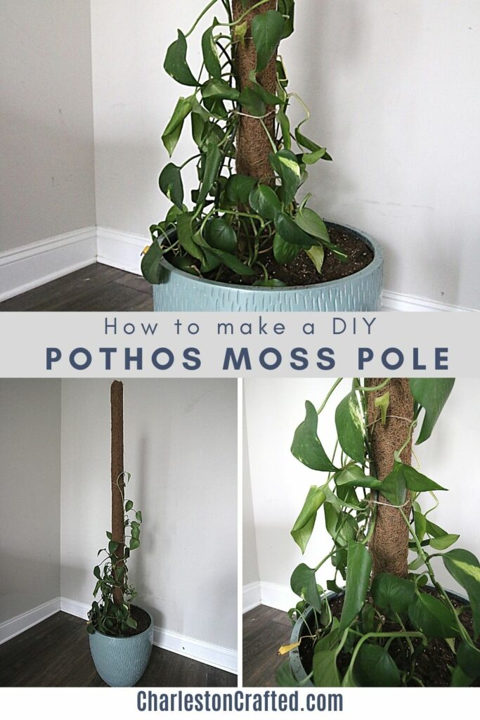 How to make a DIY pothos moss pole
