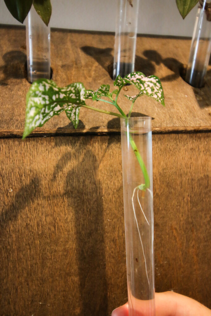 polka dot plant cutting with roots