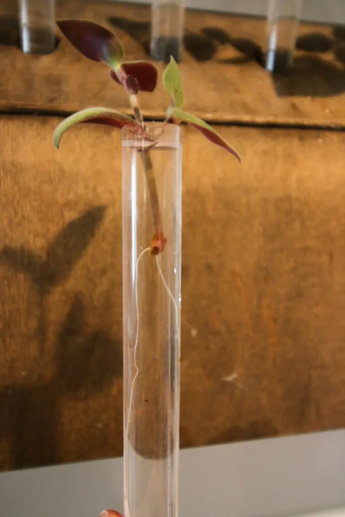 Tradescantia cutting with roots