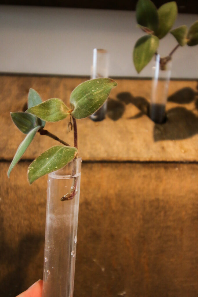 Tradescantia cutting in water