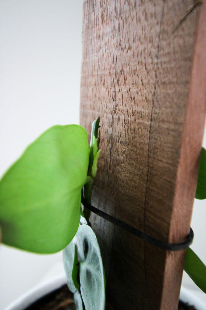 new growth after cutting a shingle plant