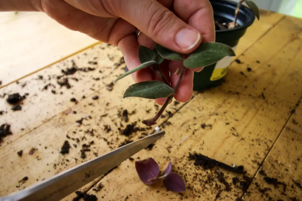 cut the stem below a node on a Tradescantia