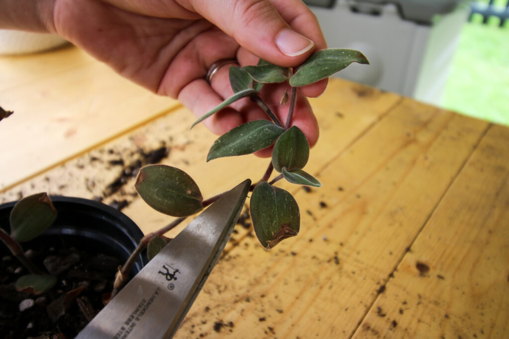 identify the node on a Tradescantia