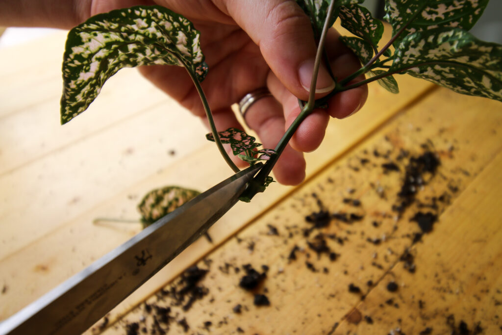 remove lower leaves on a polka dot plant cutting