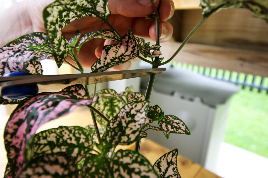 take a polka dot plant cutting