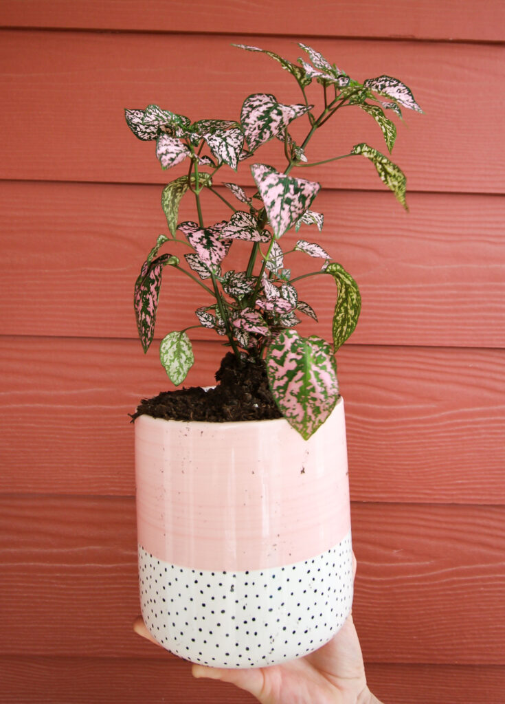 polka dot plant