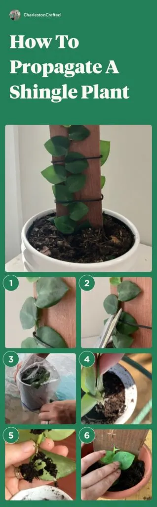 Steps to propagate a shingle plant: