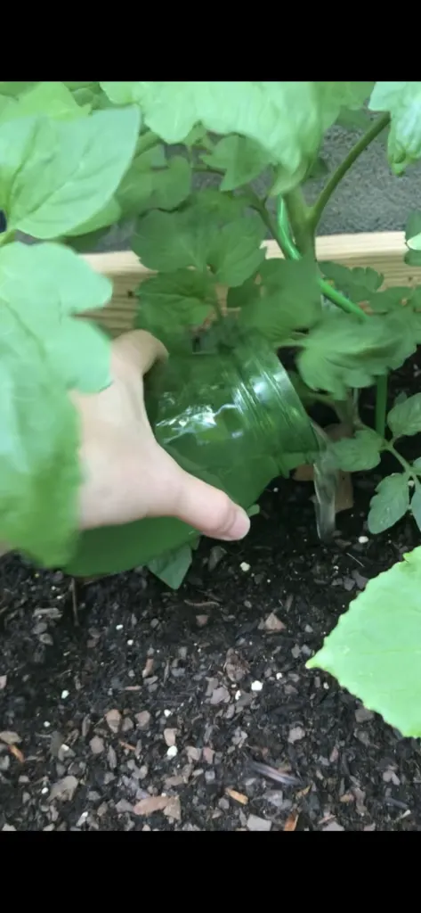 watering tomato plants with banana water