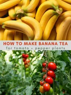 how to make banana tea