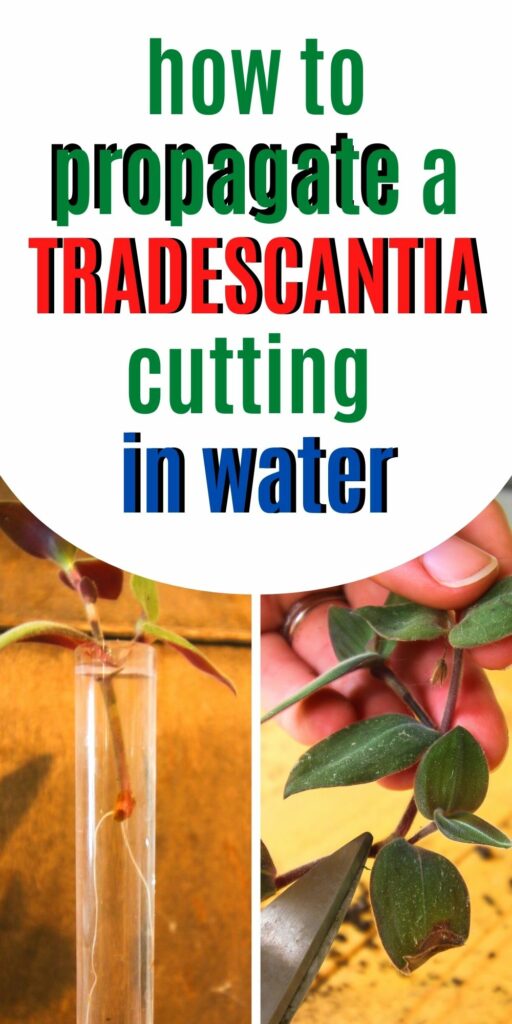 how to propagate a Tradescantia cutting in water