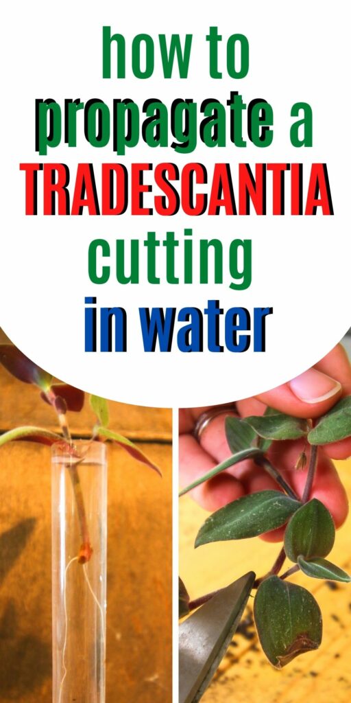 how to propagate a Tradescantia cutting in water
