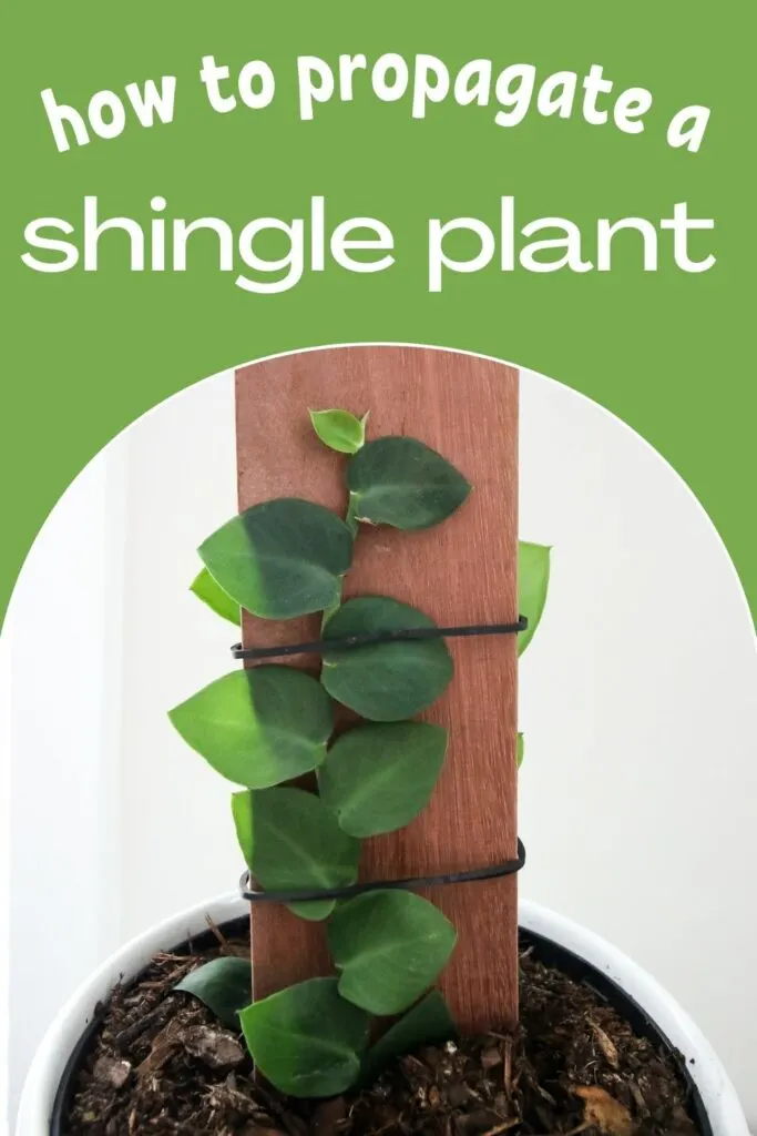 How to propagate a Rhaphidophora Hayi shingle plant