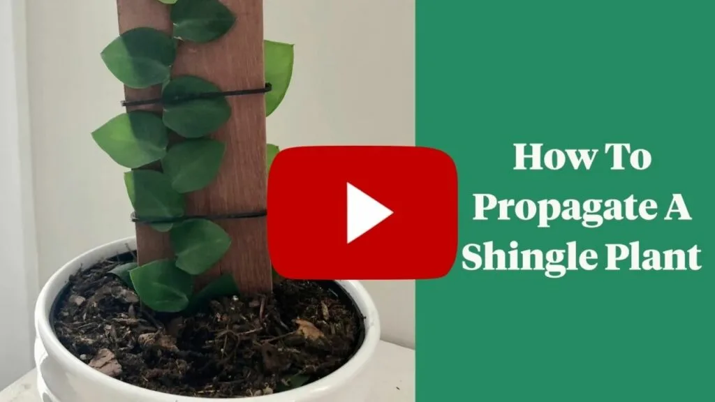 how to propagate a shingle plant youtube thumbnail