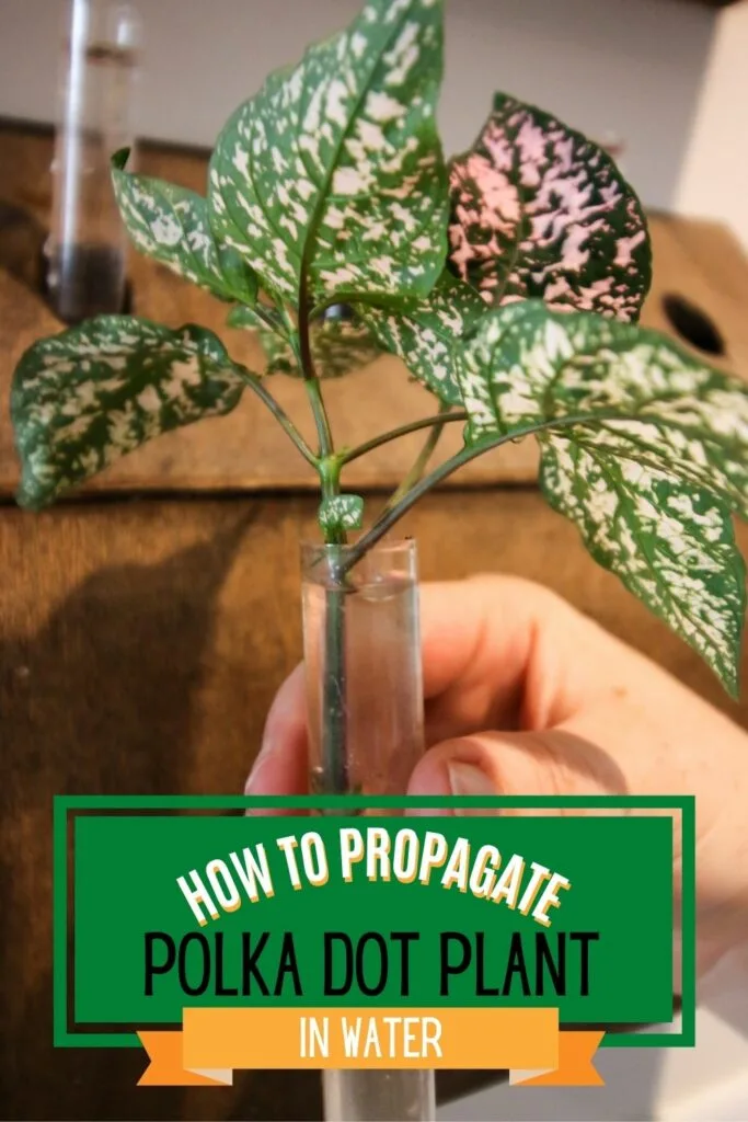 how to propagate polka dot plant in water