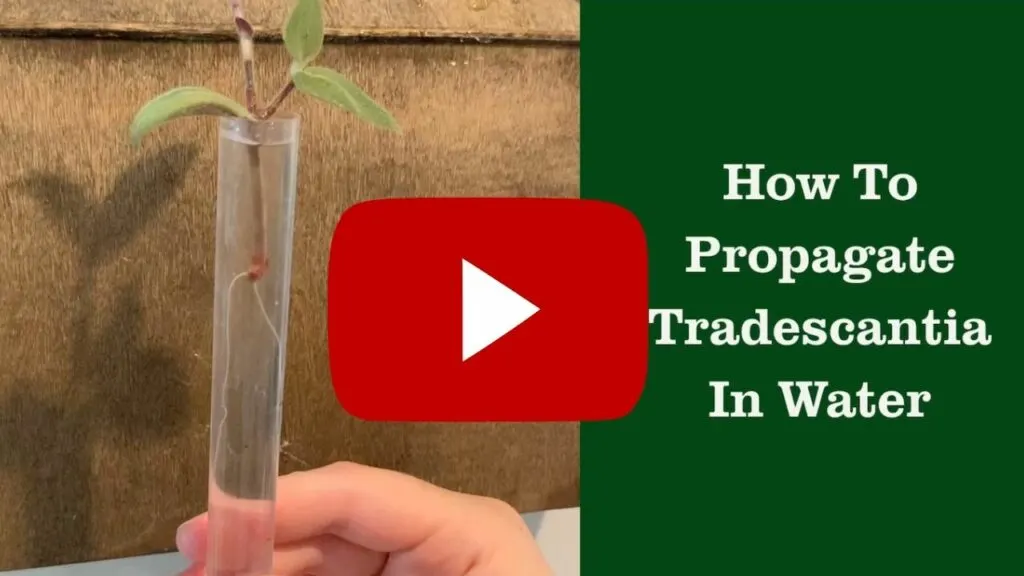 how to propagate tradescantia in water video thumbnail