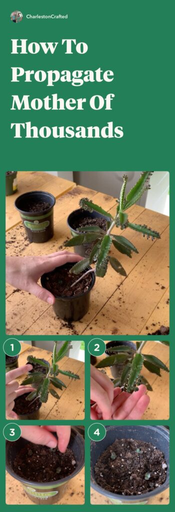 how to propagate mother of thousands