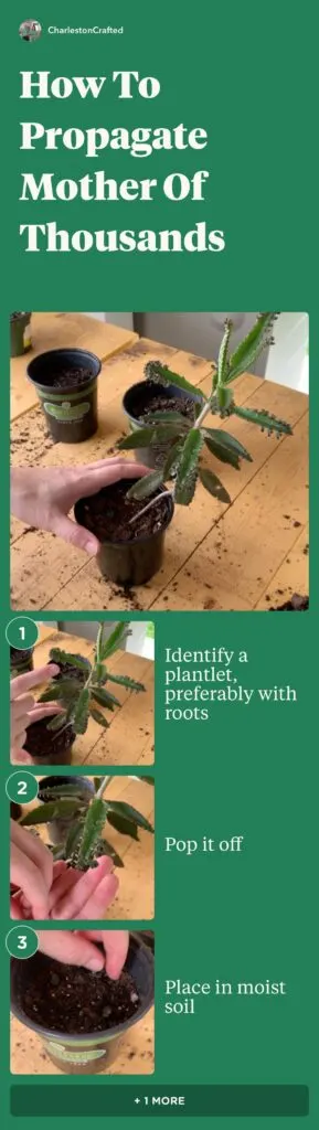 how to propagate mother of thousands