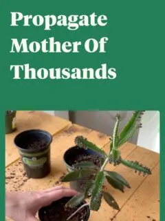 how to propagate mother of thousands