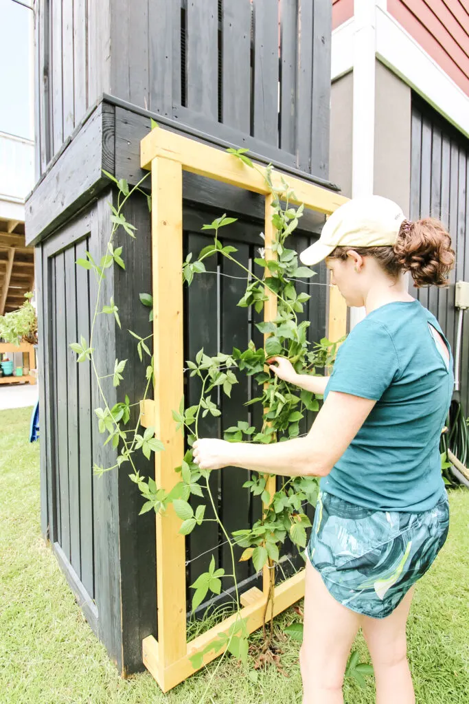 Wrapping blackberry bush vines on trellis