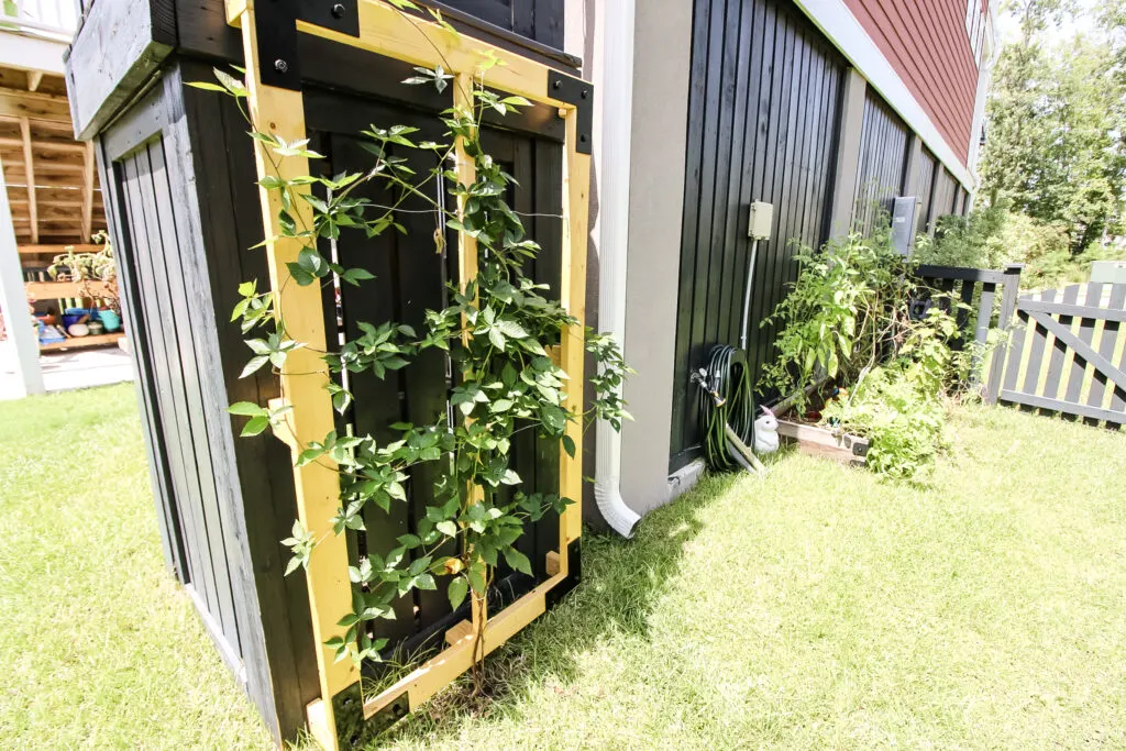 Trailing vine trellis with garden