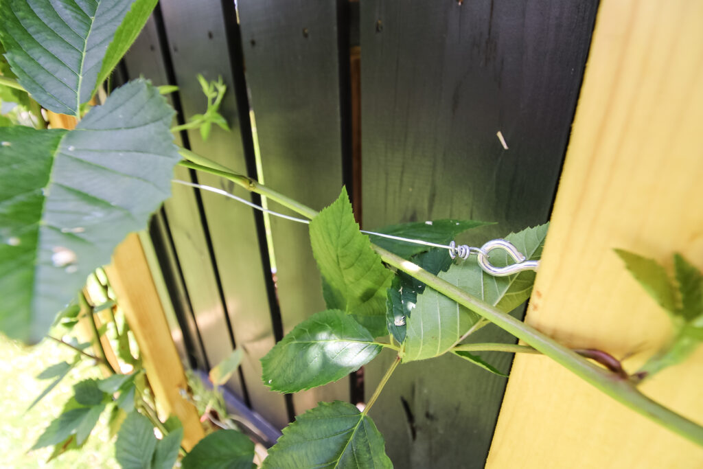 Blackberry bush vine on wire trellis