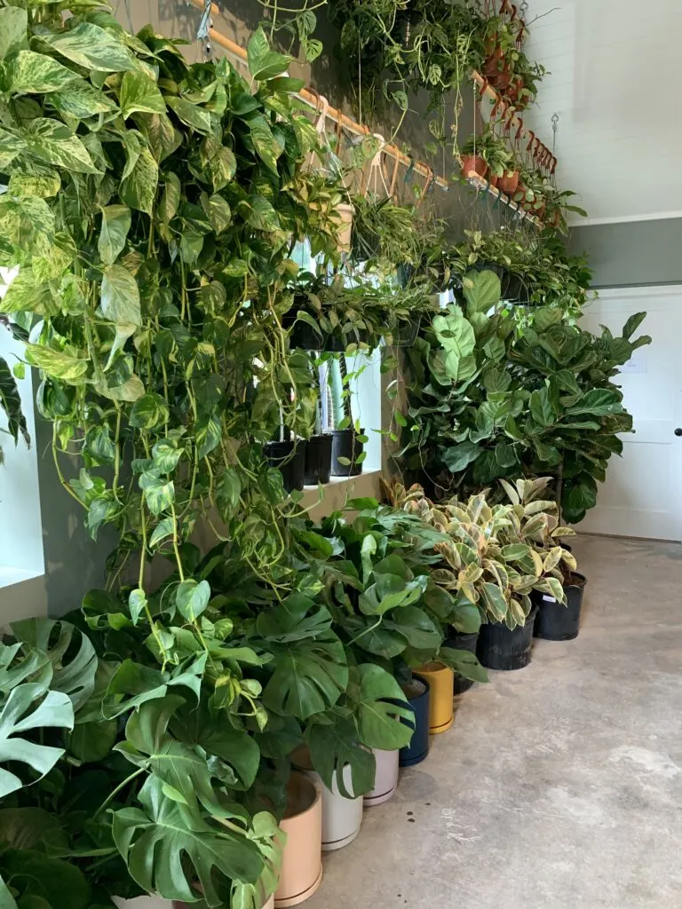 Large house plants in plant house charleston