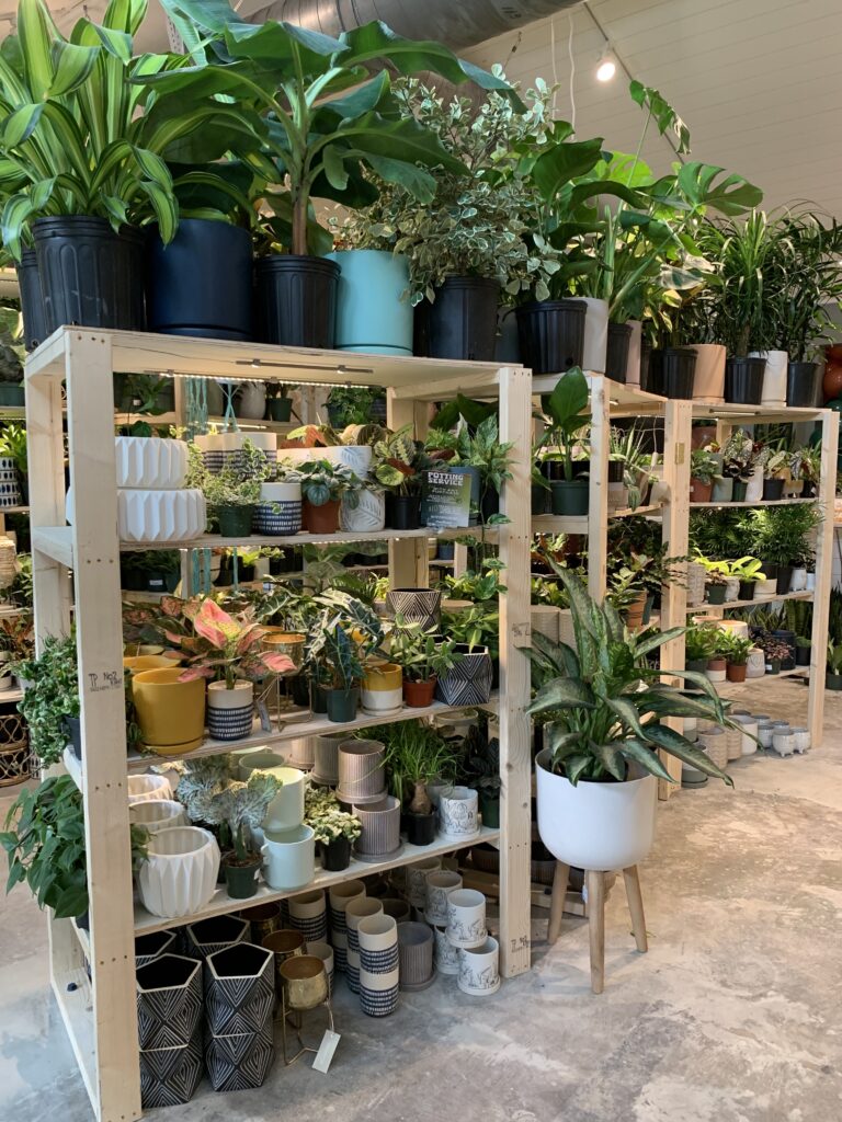 plant racks at plant house charleston