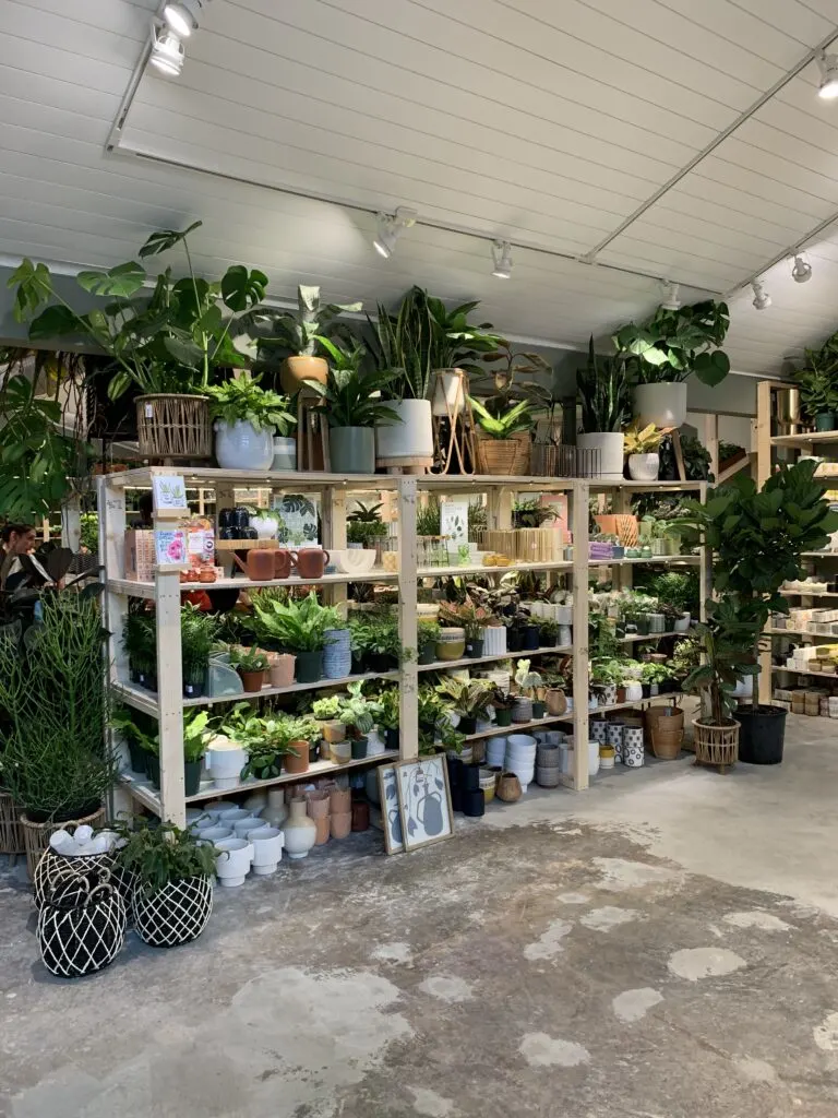 racks of plants for sale in plant house charleston