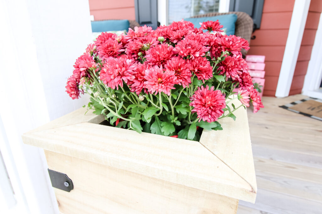 Up close picture of mums in planter