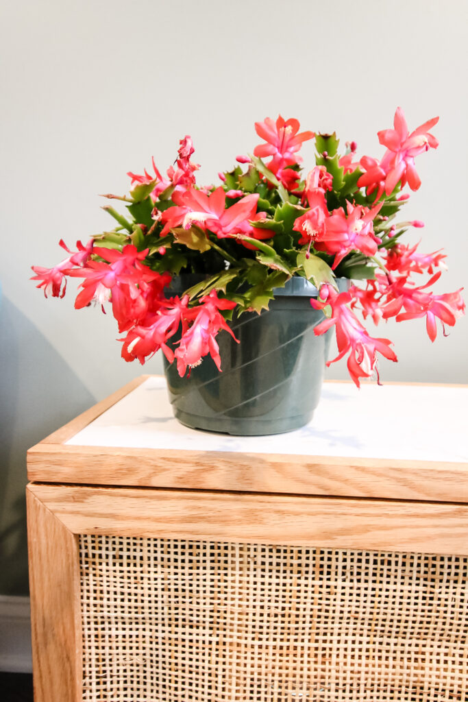 Thanksgiving cactus on a side table