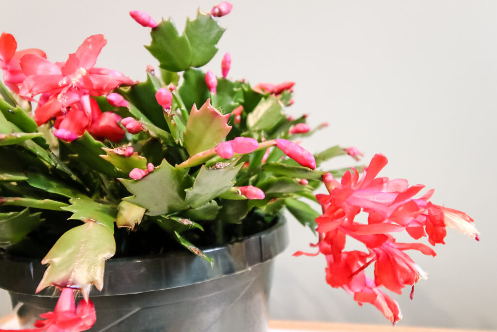 buds on a thanksgiving cactus