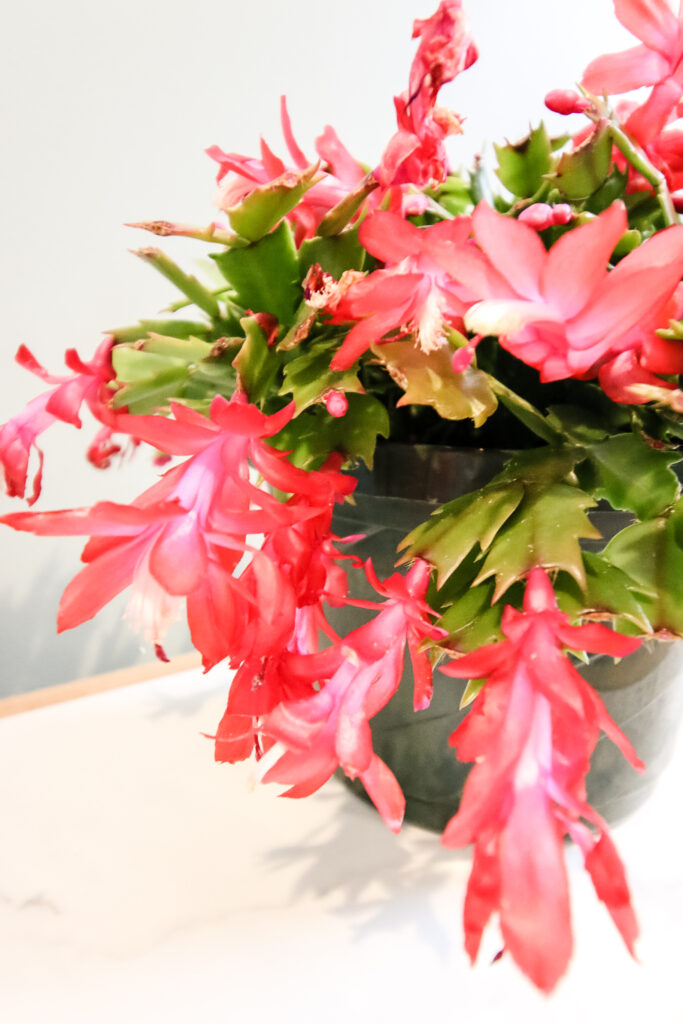 close up of thanksgiving cactus blooms