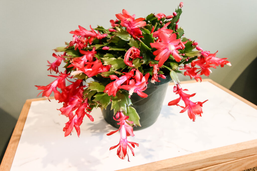 thanksgiving cactus in bloom