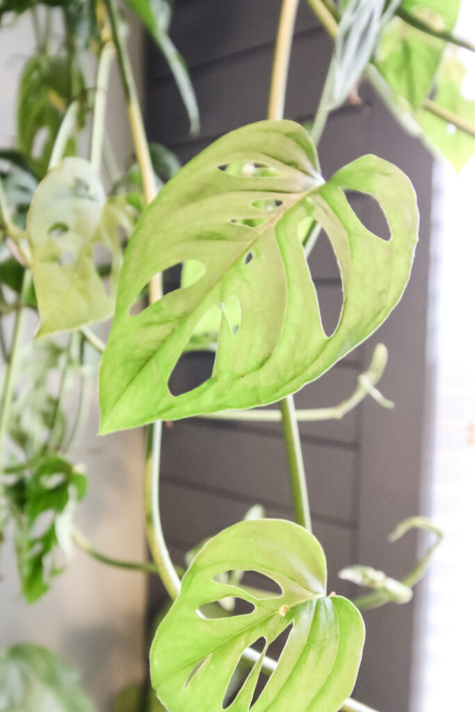 swiss cheese plant leaf close up