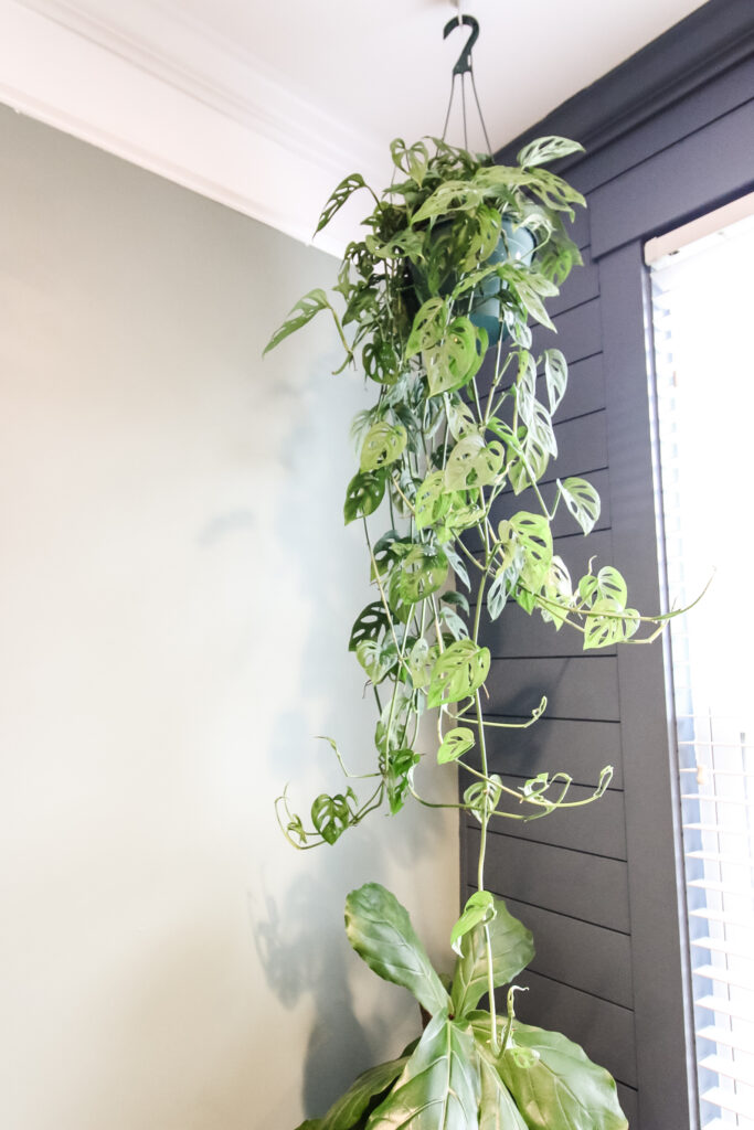 swiss cheese vine plant in hanging basket