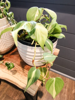 Philodendron Brasil Care