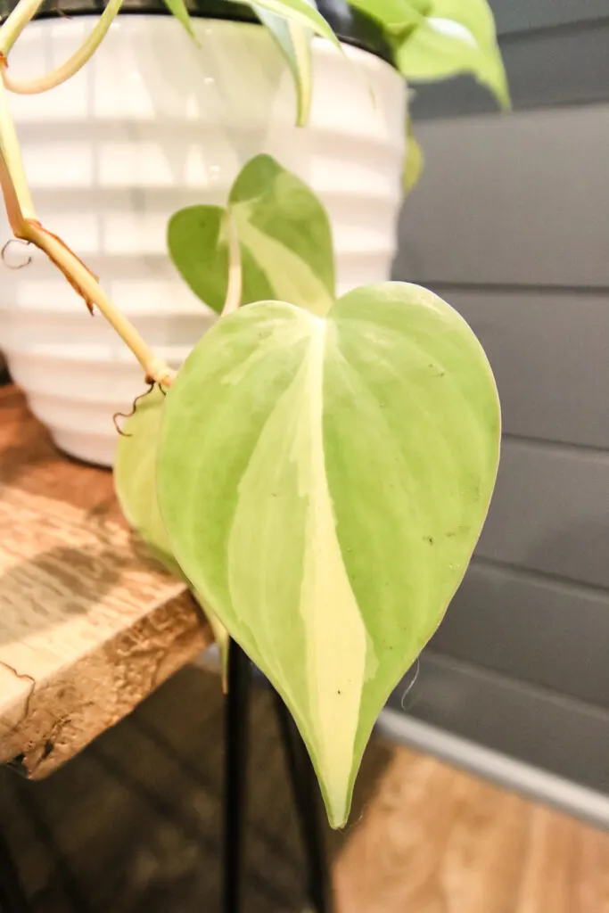 Philodendron Brasil leaves