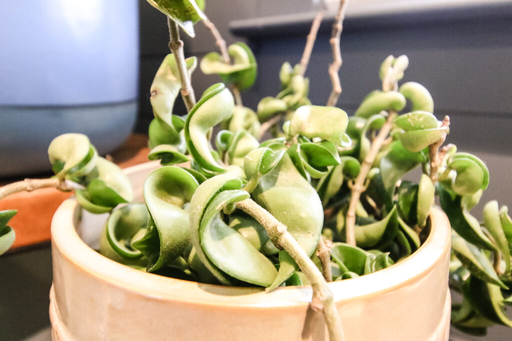 close up of hoya hindu rope plant