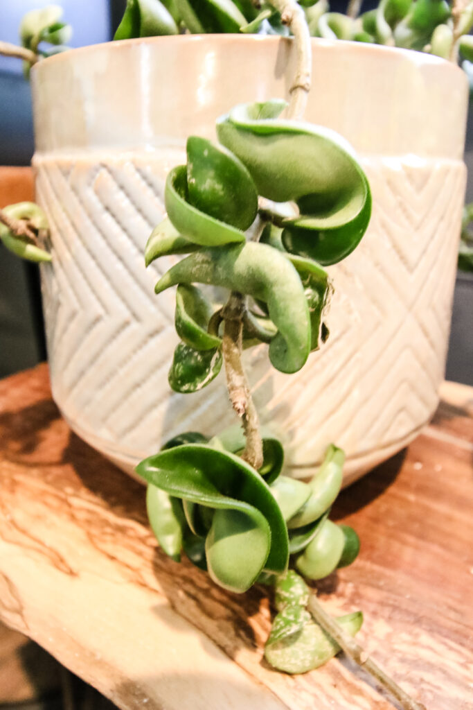 close up of hoya hindu rope plant